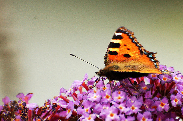 color naranja bis