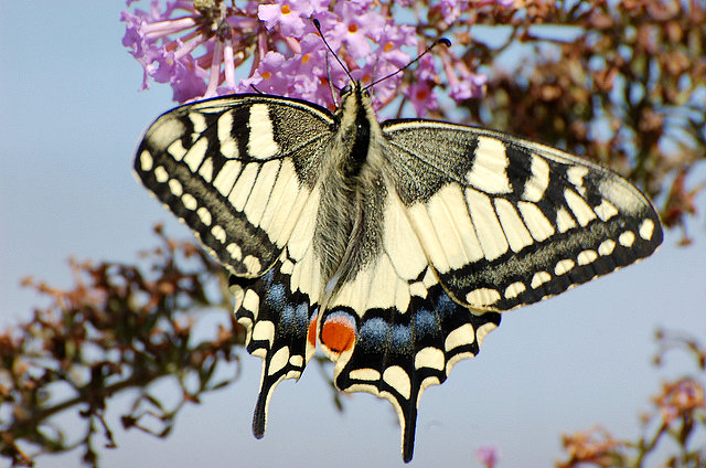 negra y blanca 1