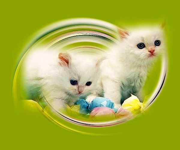 este son gatitos
