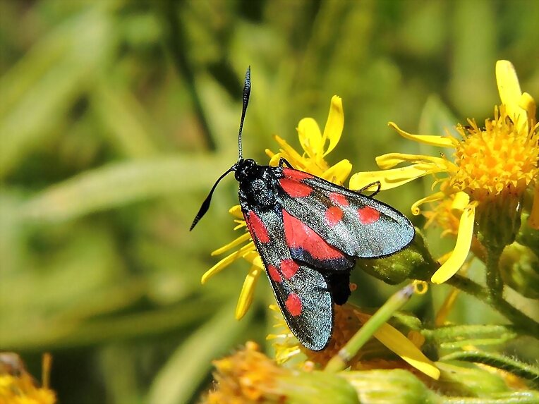 Ziguena gitanilla