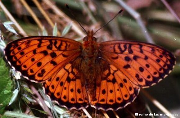 bonita mariposa te llevo a tu reino