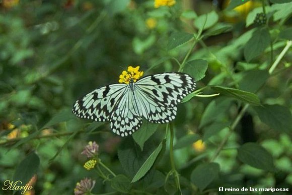 Mariposa gris