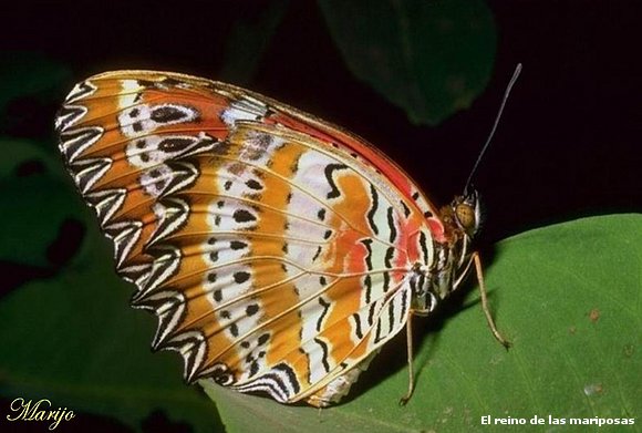 Mariposa rayas naranja