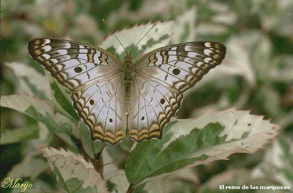 Mariposa colores gris pastel