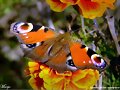 Mariposa naranja