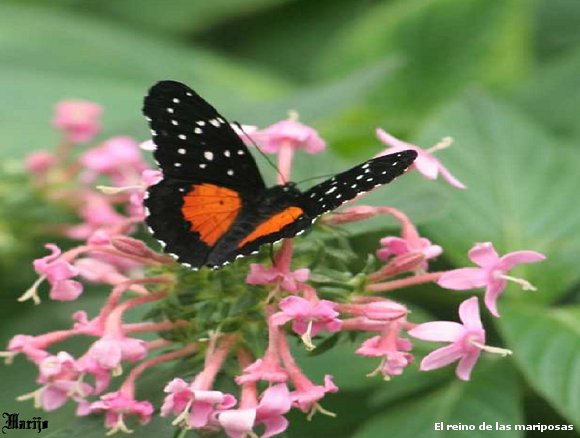 Mariposa
