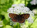 mariposa orange