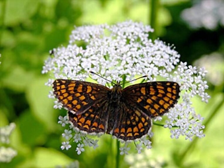 mariposa orange