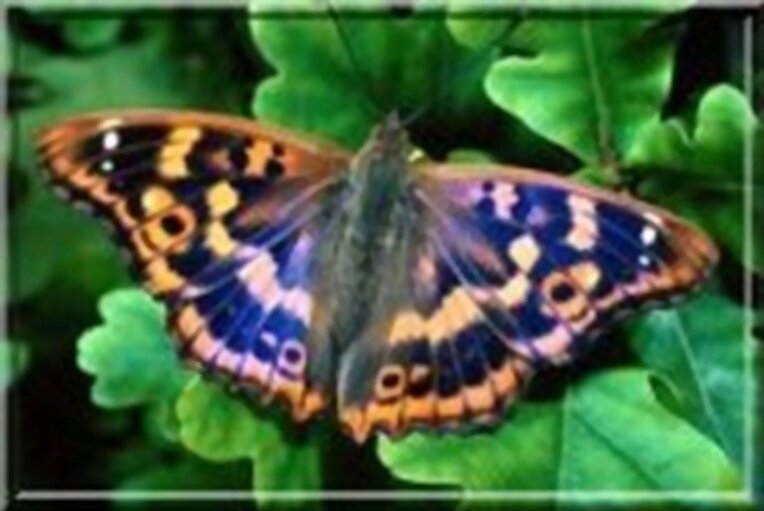 papillon
