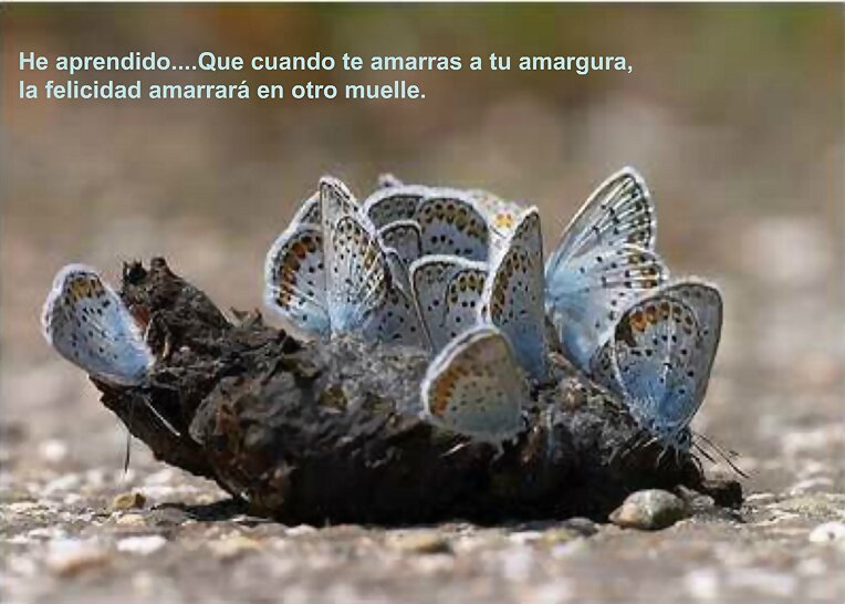 varias azulitas