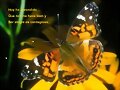 Bella mariposa