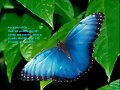 Mariposa Azul