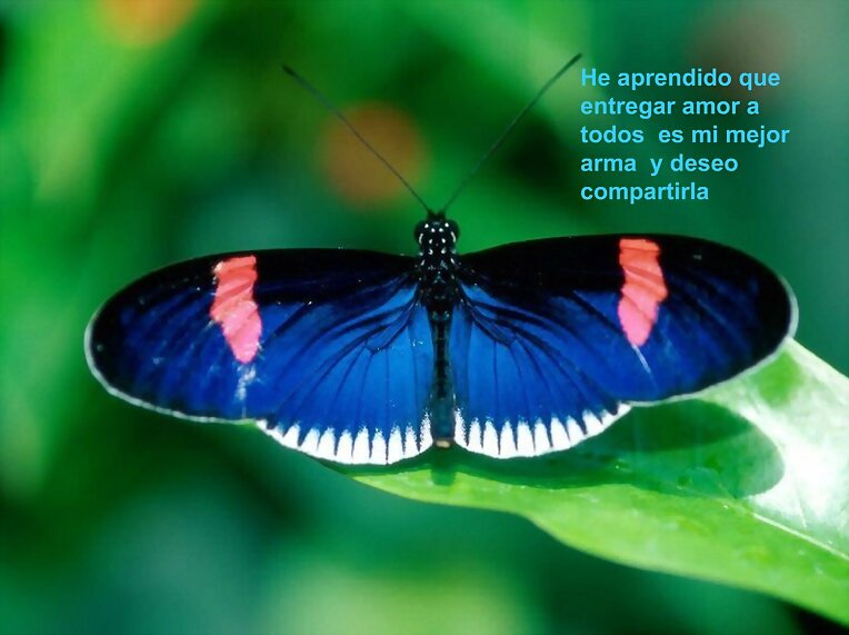 bleu rosa y blanca