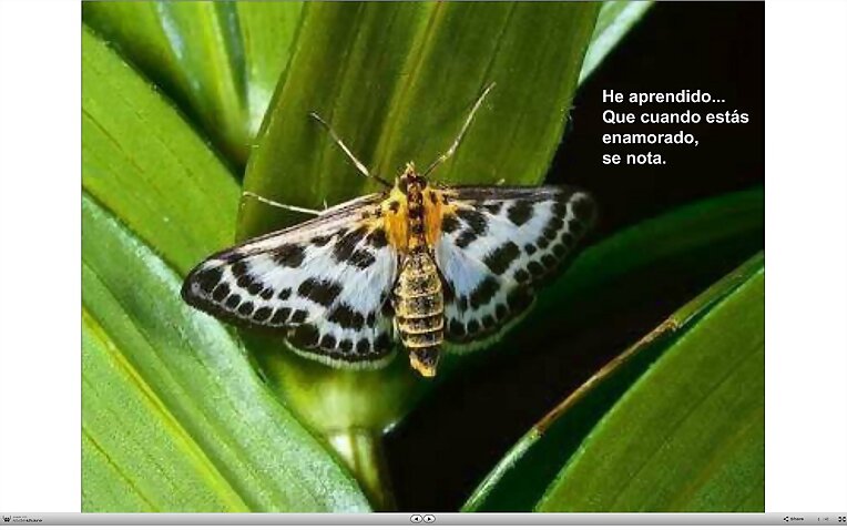 Papillon