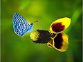 Mariposa