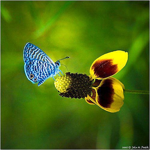 Mariposa