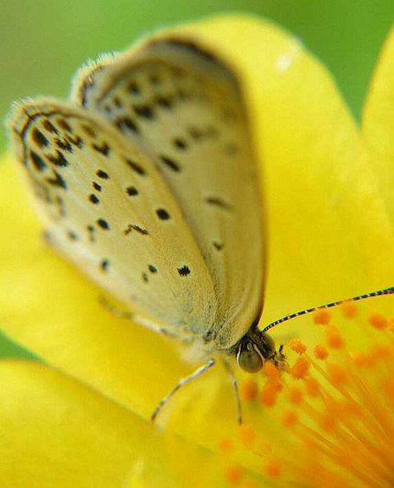 Mariposa amarilla