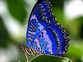 mariposa azul