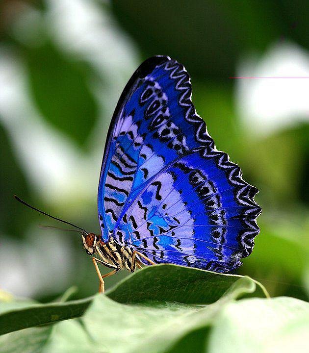 mariposa azul