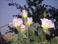 Rosas De Mi Jardin!!!