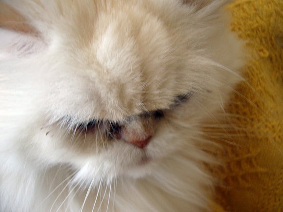 Mi gatita
