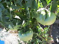 mis tomates verdes