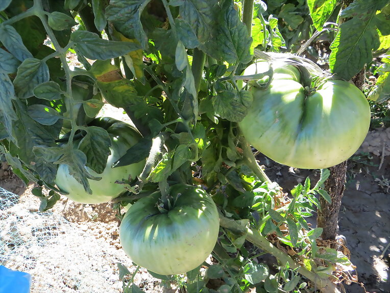 mis tomates verdes