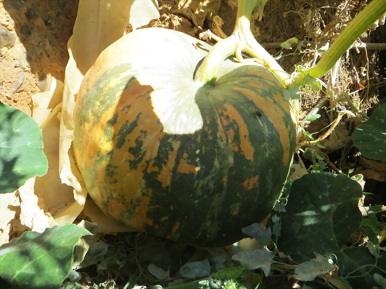 Esto son calabazas !!!!!!!!!!!!!!!!!!!!