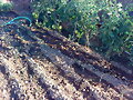 Mi huerta