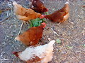 Mis gallinas