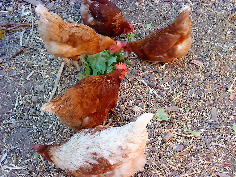 Mis gallinas
