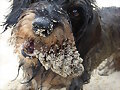 DUNA EN LA PLAYA, con la pi&ntilde;a...