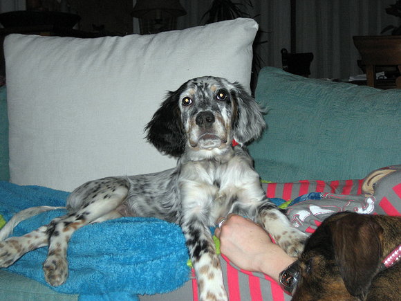 PIGA, en su primera noche en casa
