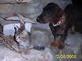 CURT RECOGIENDO A BITXO Y SUS HERMANOS DE LA CALLE