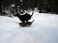 JARA Y DUNA; CARRERAS EN LA NIEVE