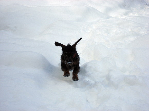 CURT VOLANDO SOBRE LA NIEVE