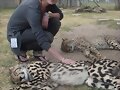 CariiBa ttOcandO un LeOpardO!!