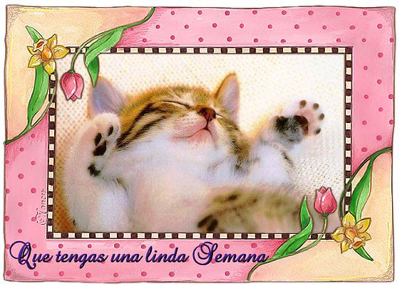 FELIZ INICIO DE SEMANA