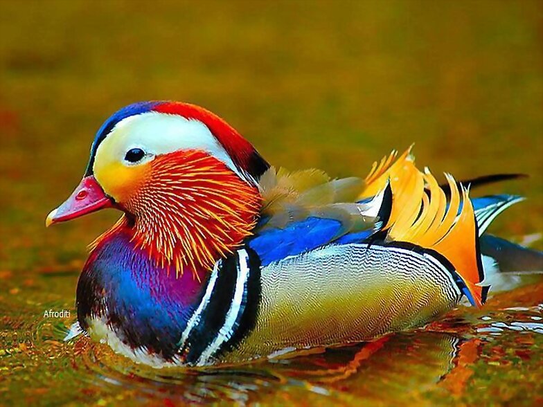 ANIMALITOS