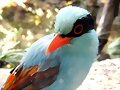 ANIMALICOS