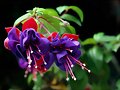 FLORES