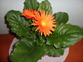 FLORES