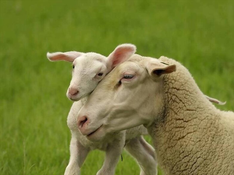 ANIMALES