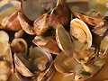 ALMEJAS MARINERA