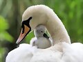 CISNE