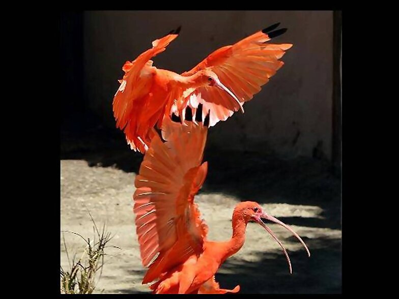 animales