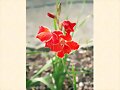 FLORES