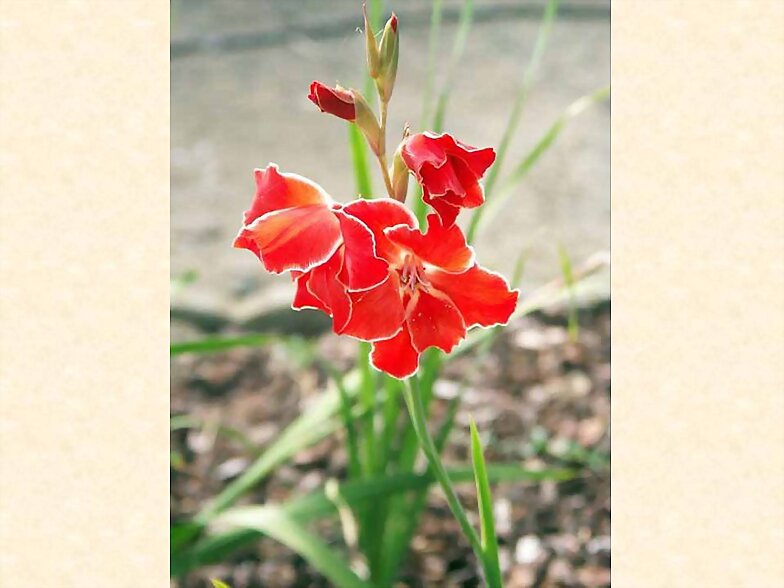 FLORES