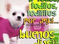 BUENOS DIAS