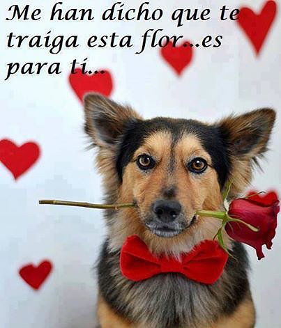 FLORES PARA TI